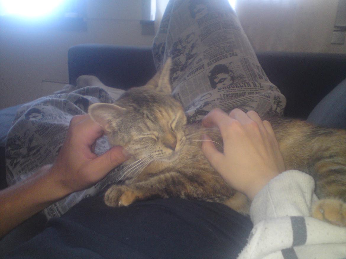 Blanding af racer Miv <3 billede 2