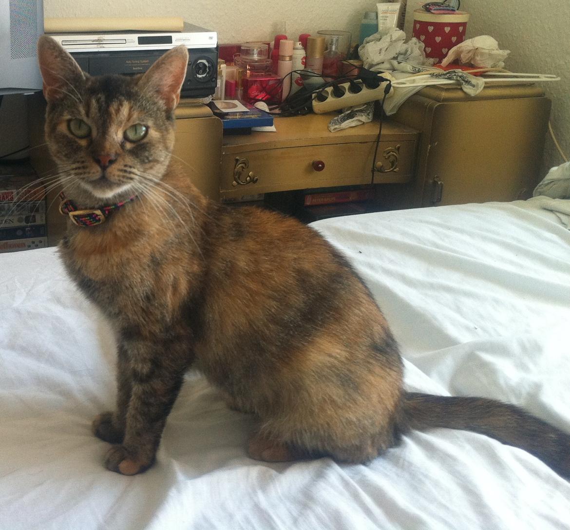 Blanding af racer Miv <3 billede 1