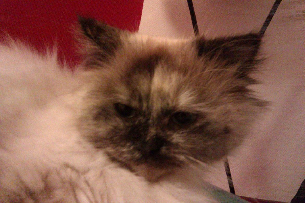 Blanding af racer Silke;) ny tekst billede 10