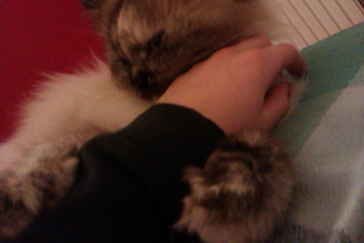 Blanding af racer Silke;) ny tekst billede 13