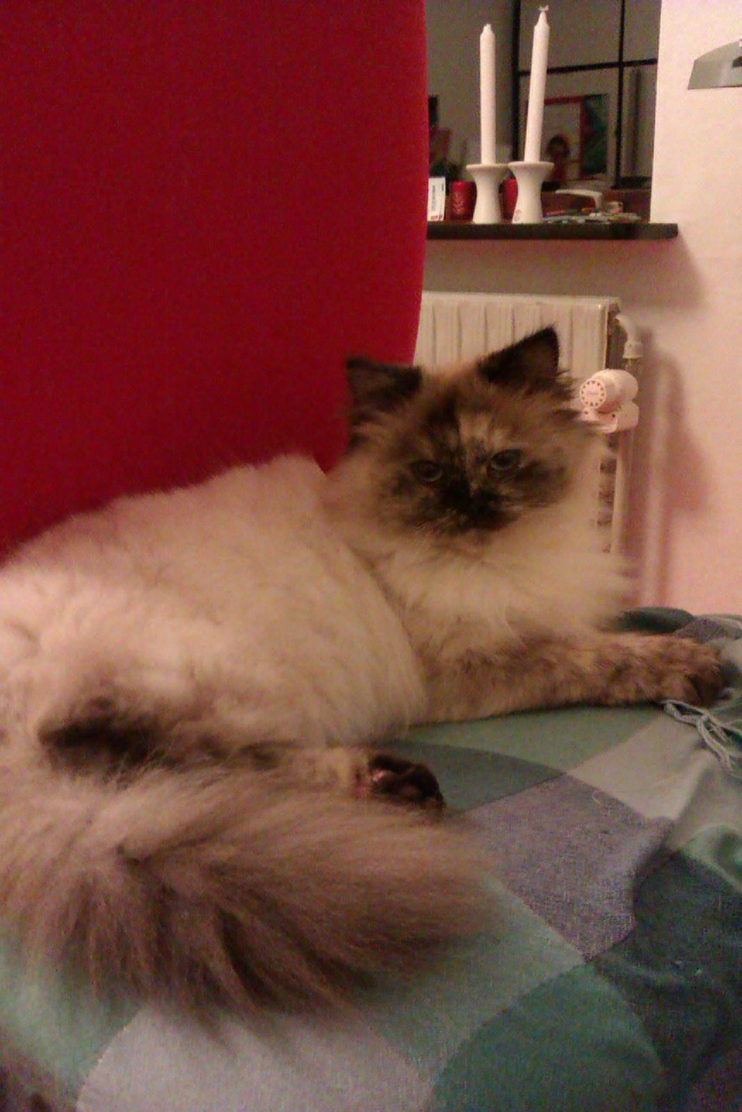 Blanding af racer Silke;) ny tekst billede 15