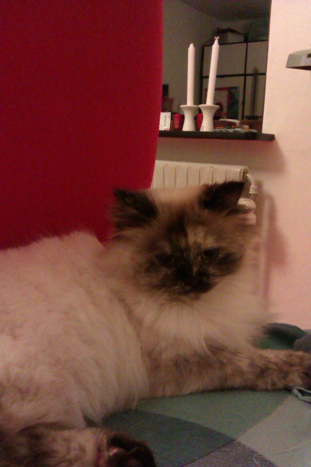 Blanding af racer Silke;) ny tekst billede 16