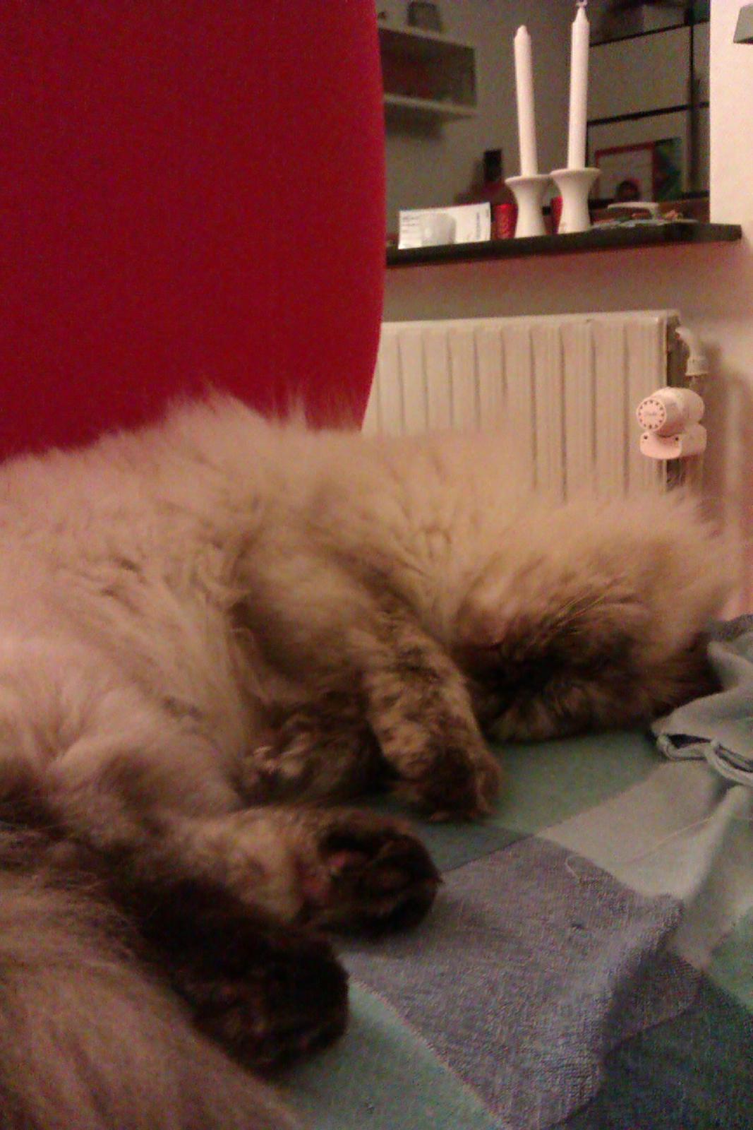 Blanding af racer Silke;) ny tekst billede 17