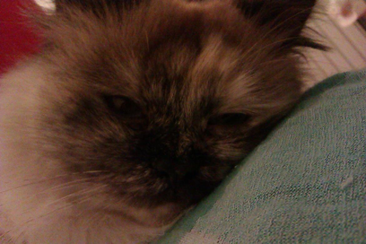 Blanding af racer Silke;) ny tekst billede 18