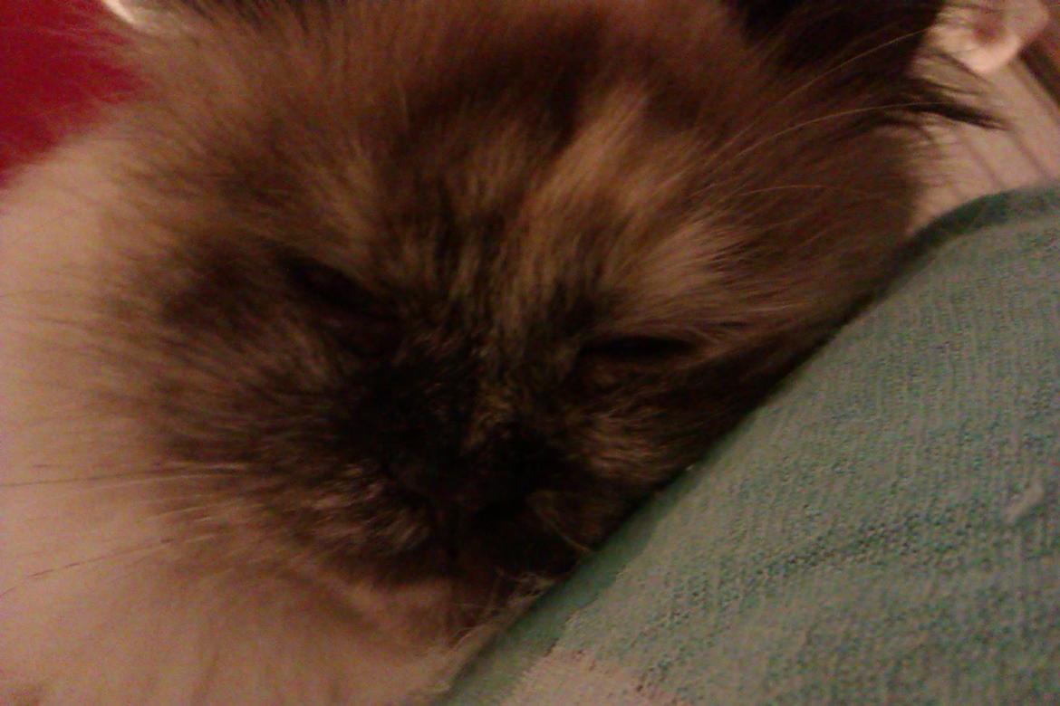 Blanding af racer Silke;) ny tekst billede 19