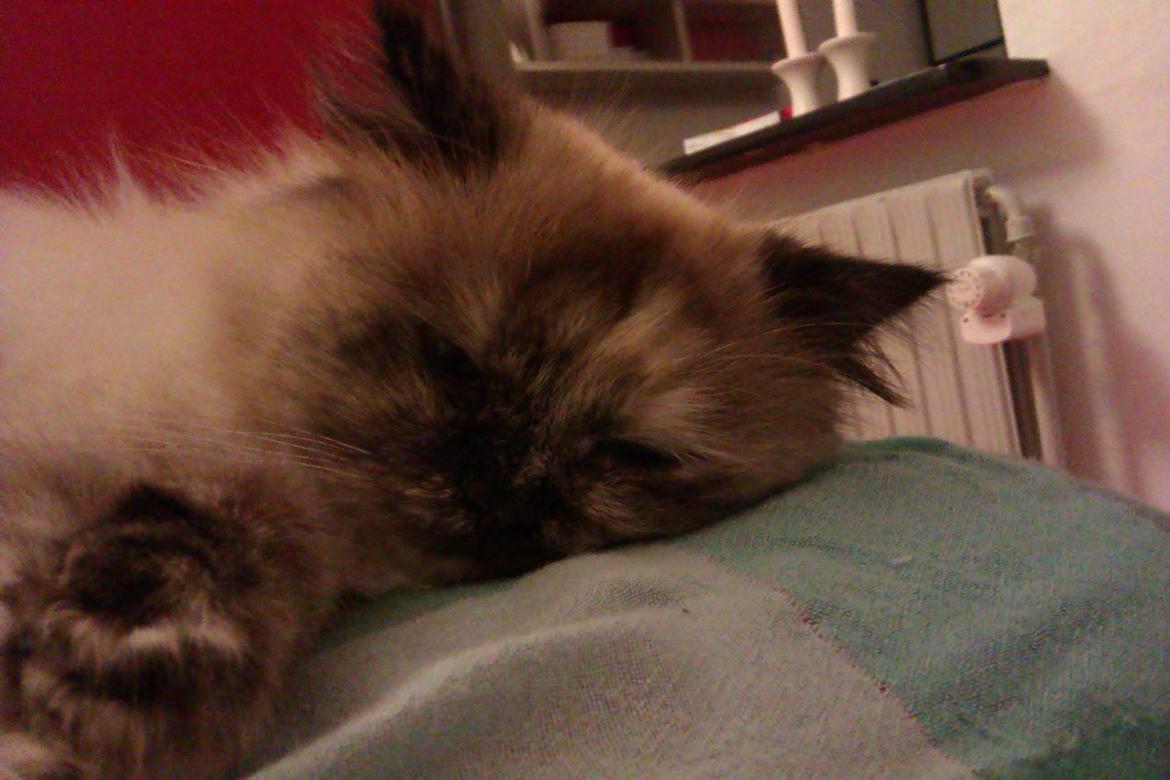 Blanding af racer Silke;) ny tekst billede 20