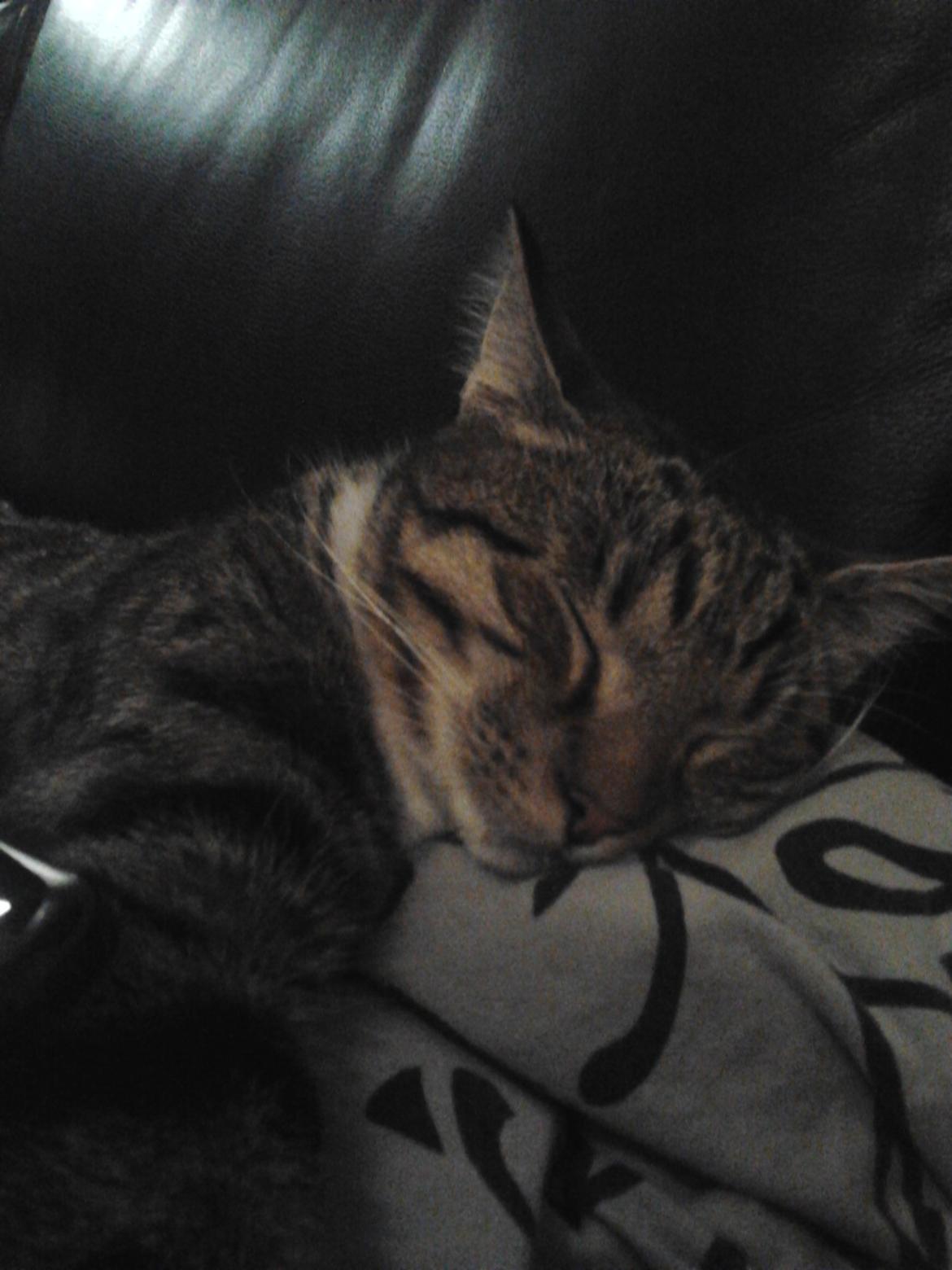 Huskat Buster Fordvundet:'( - Der kligger han lige så lang han er og sover godt i drømme land min lille prinse billede 1