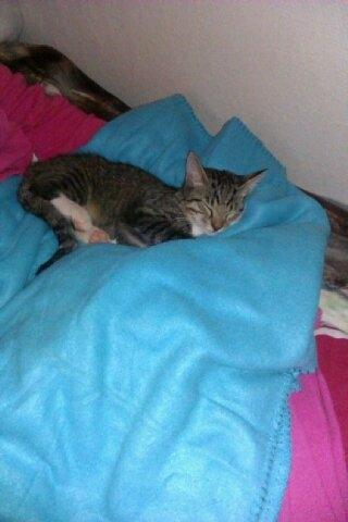 Huskat Buster Fordvundet:'( - Her havde jeg lige fået ham den lille fyr<3<3 billede 2