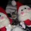 Huskat Buster Fordvundet:'( - To julemænd passer godt på dig. :) billede 4