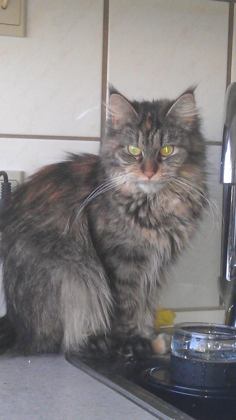 Maine Coon mille billede 1