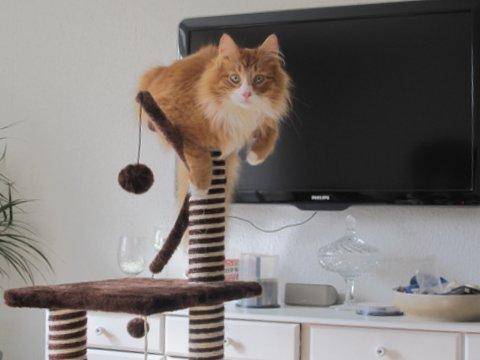 Blanding af racer Uffe billede 1