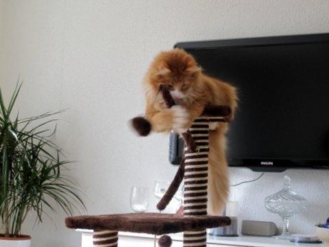 Blanding af racer Uffe billede 2