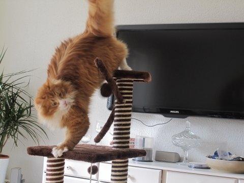 Blanding af racer Uffe billede 3