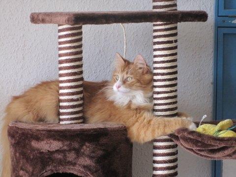 Blanding af racer Uffe billede 4