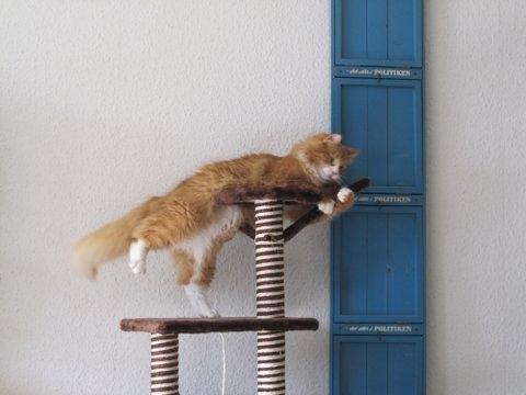 Blanding af racer Uffe billede 5