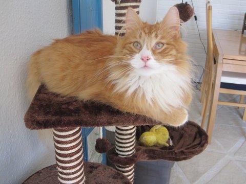 Blanding af racer Uffe billede 6