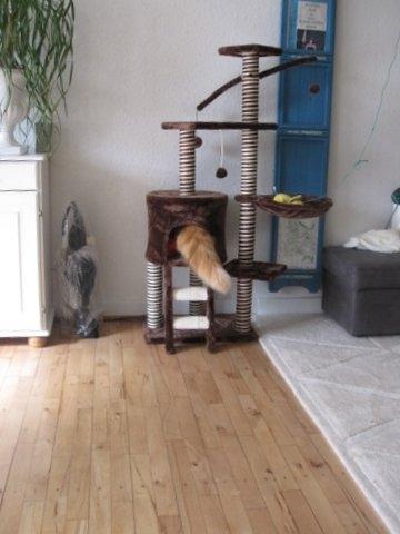 Blanding af racer Uffe billede 7