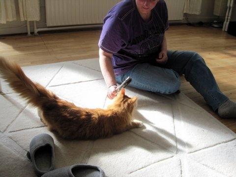 Blanding af racer Uffe billede 8