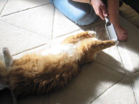 Blanding af racer Uffe billede 9