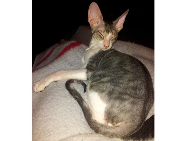 Cornish Rex Yeoman Quinn Quater  billede 1