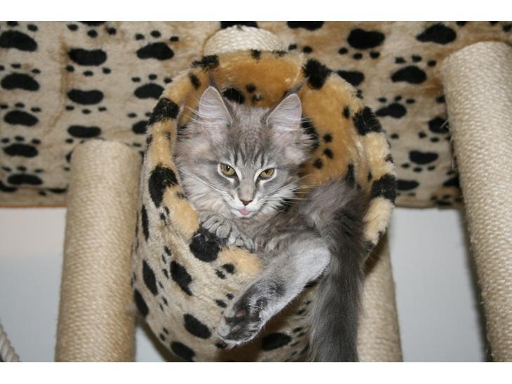 Maine Coon Bella billede 1