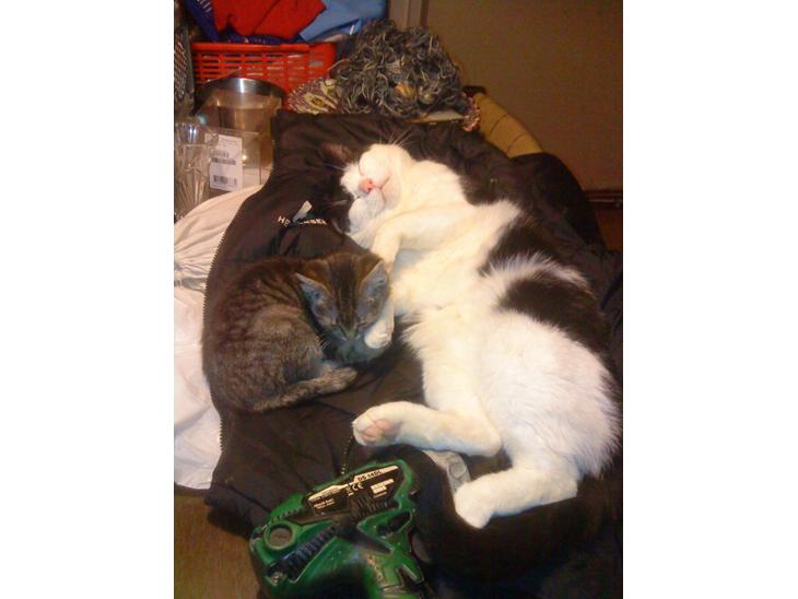 {{currentPhoto.altText}} billede {{currentPhoto.number}}