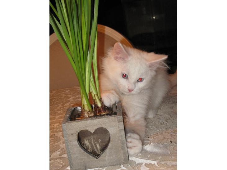 Maine Coon vivaldi billede 1