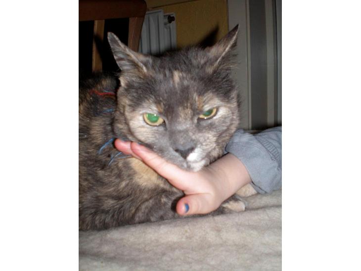 {{currentPhoto.altText}} billede {{currentPhoto.number}}