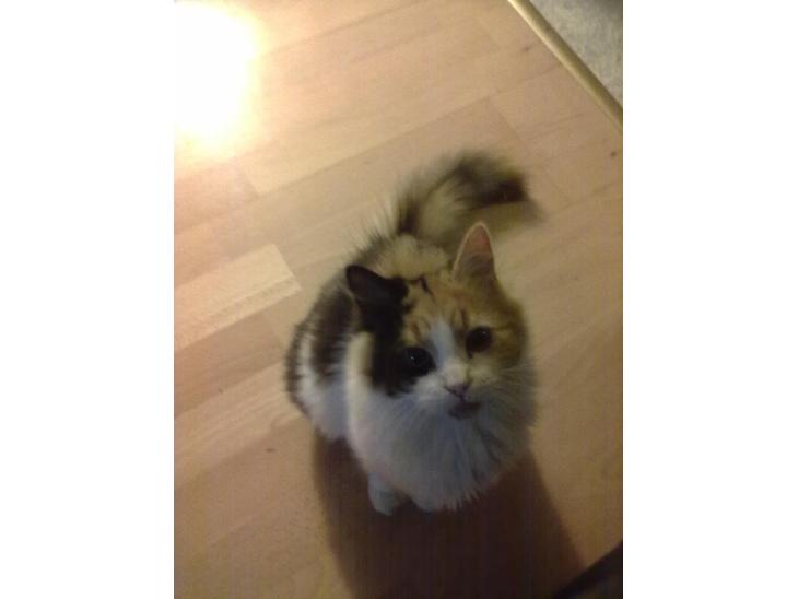 {{currentPhoto.altText}} billede {{currentPhoto.number}}