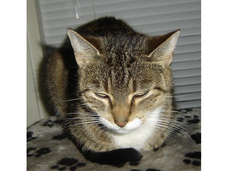 Huskat Minnie billede 1
