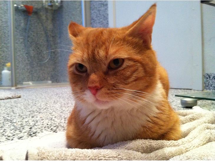 {{currentPhoto.altText}} billede {{currentPhoto.number}}