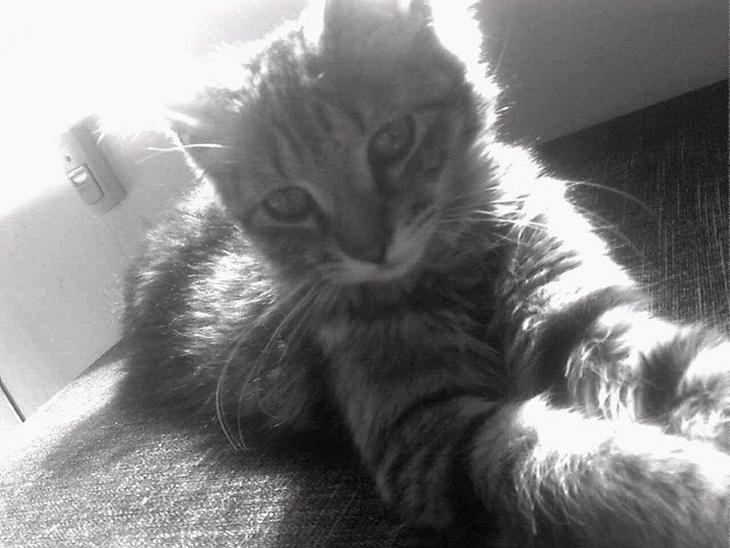 {{currentPhoto.altText}} billede {{currentPhoto.number}}