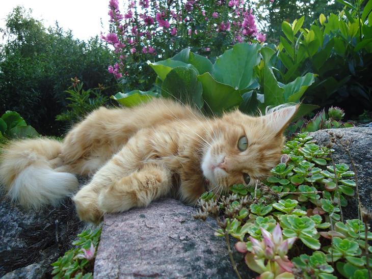 Blanding af racer Kitty <3 billede 1