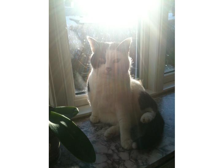 {{currentPhoto.altText}} billede {{currentPhoto.number}}