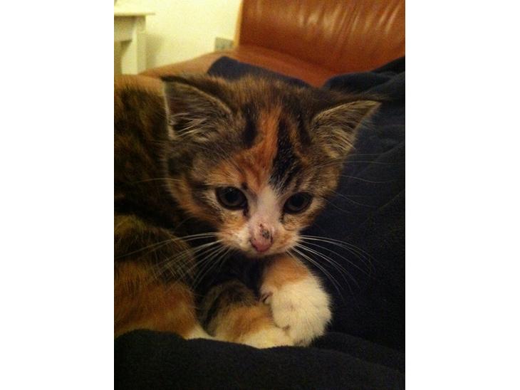 {{currentPhoto.altText}} billede {{currentPhoto.number}}