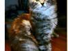 Maine Coon Mono