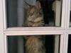 Maine Coon Jessie
