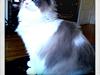 Ragdoll Lotus