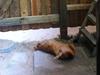 Blanding af racer Balu  *RIP*