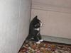Huskat pusle