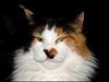 Maine Coon DK Proud Danish Gentle Gina [Tidl. kat]