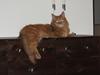 Maine Coon ozzy