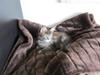 Maine Coon felix