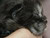 Maine Coon Lykkekatte´s Kato [Tidl. kat]