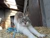 Huskat Mittemut