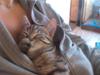 Huskat My, lille my, Myse