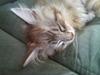 Maine Coon ninja