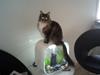 Maine Coon Mads