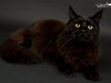 Maine Coon Red Riding Hood's I'am Batman