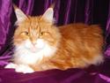 Maine Coon CorkyCoon´s Bonnie